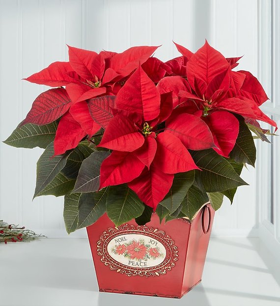 Holiday Traditions Poinsettia