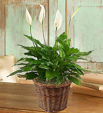 Spathiphyllum (Peace lily)