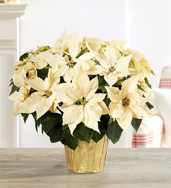 White Holiday Poinsettia Floor Plant
